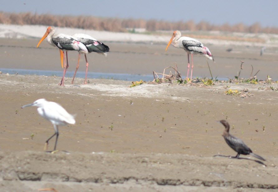 Hastinapur Wildlife Sanctuary